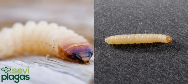 diferencia entre carcoma y polilla de la madera