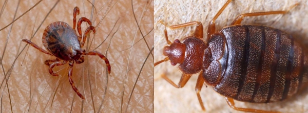 diferencias entre chinches y garrapatas