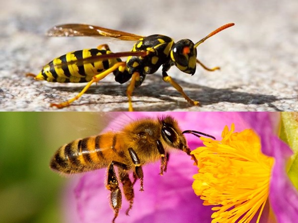 diferencia entre avispa y abeja