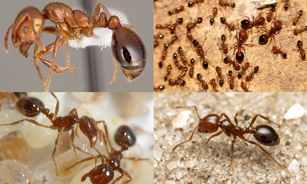 solenopsis invicta