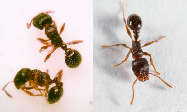 tetramorium caespitum