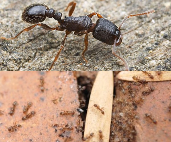 hormiga de pavimento​