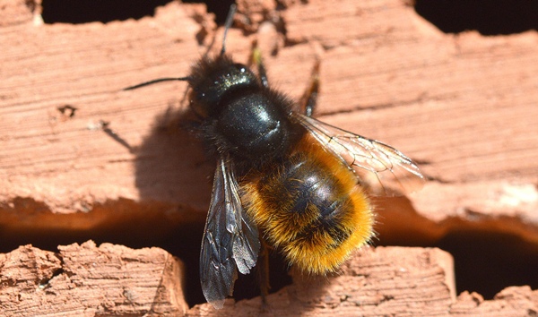 abejas albañiles