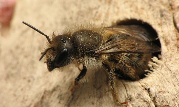 Abeja albañil