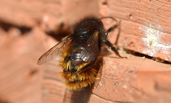 abejas albañiles
