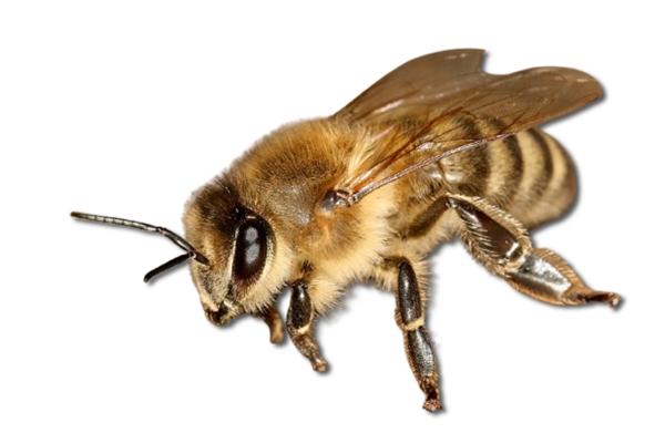 apis mellifera carnica