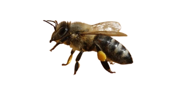 abeja carniola