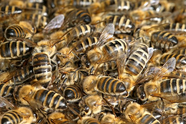 apis mellifera carnica