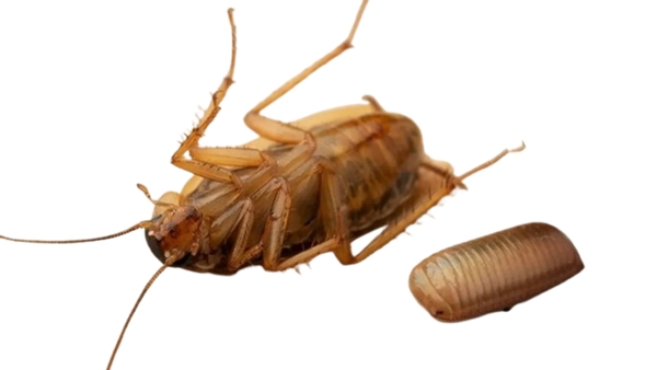 cuantos huevos pone una cucaracha
