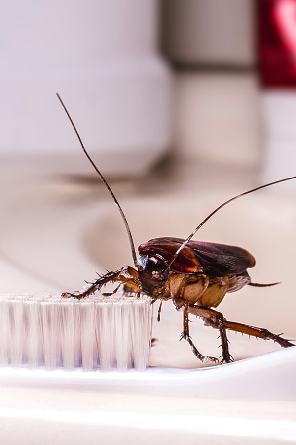 cucarachas en el baño