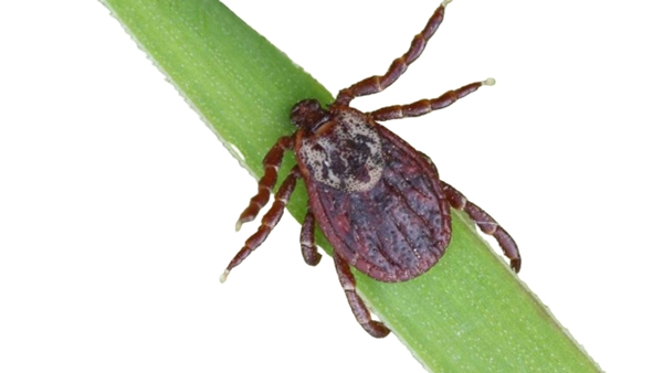garrapata hyalomma lusitanicum