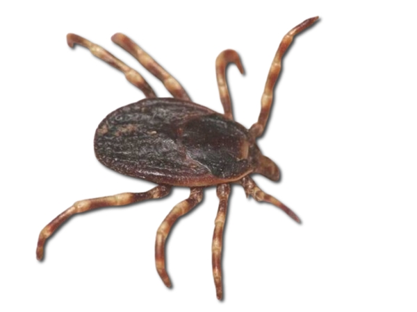 garrapata hyalomma lusitanicum