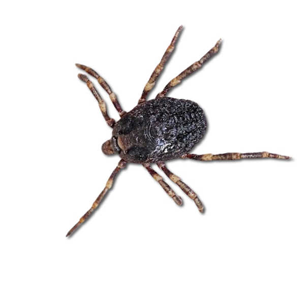 garrapata hyalomma lusitanicum