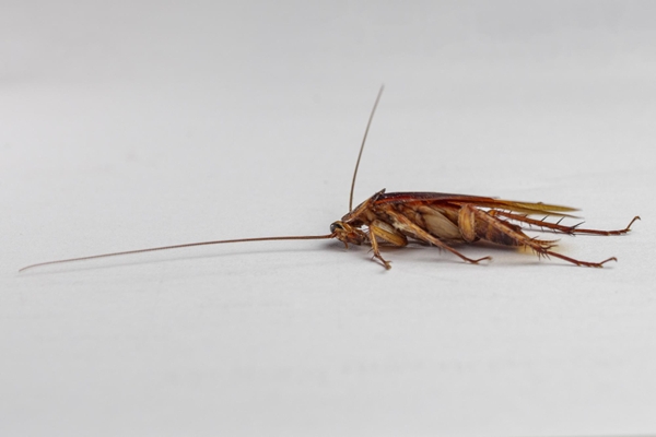 he visto solo una cucaracha en casa