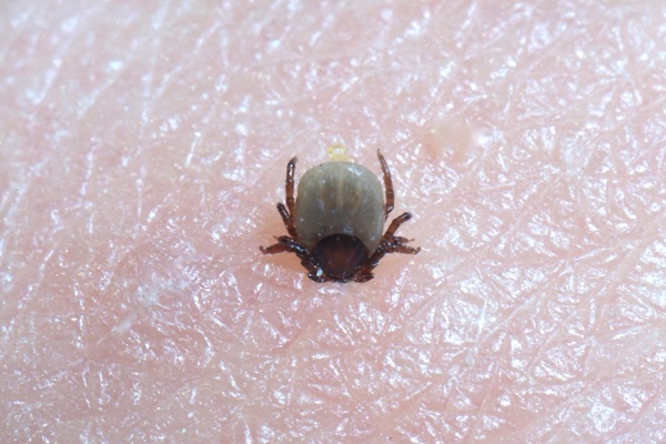 nido de garrapatas