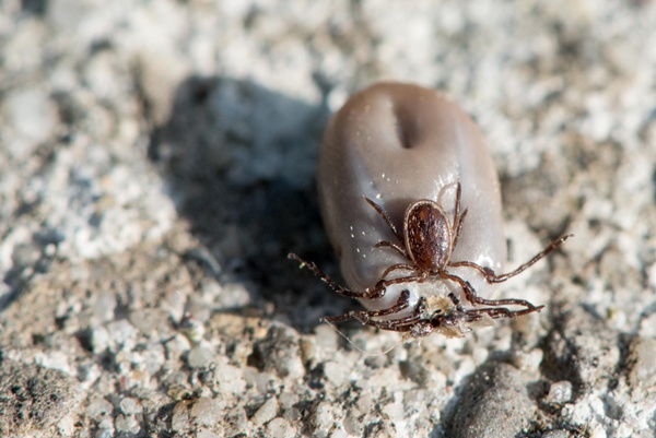 nido de garrapatas