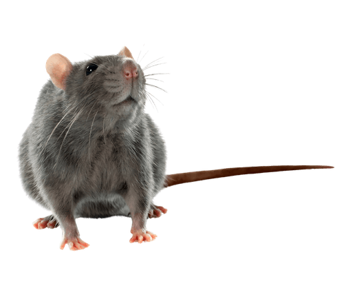 controlar y eliminar ratas en Sevilla