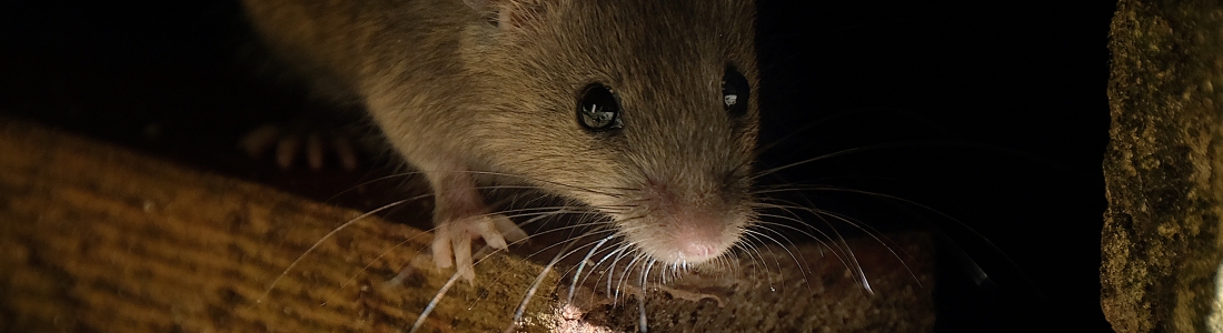 كيفية القضاء على الفئران من السقف الزائف: أصحاب الطعم كيفية القضاء على الفئران من السقف الزائف: أصحاب الطعم